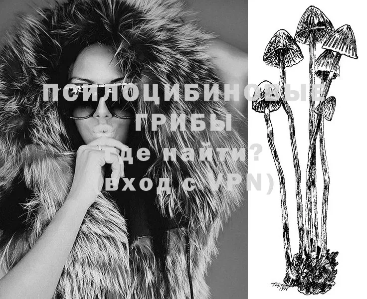 закладка  Энгельс  mega рабочий сайт  Псилоцибиновые грибы Psilocybe 